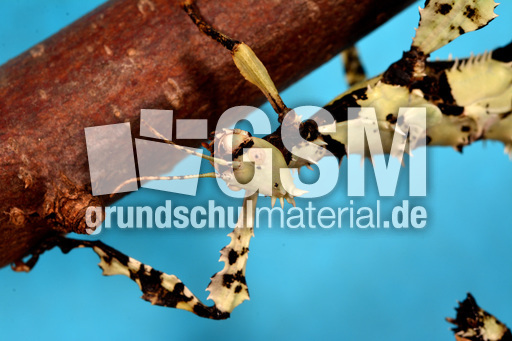 Australische Gespenstschrecke (03).jpg